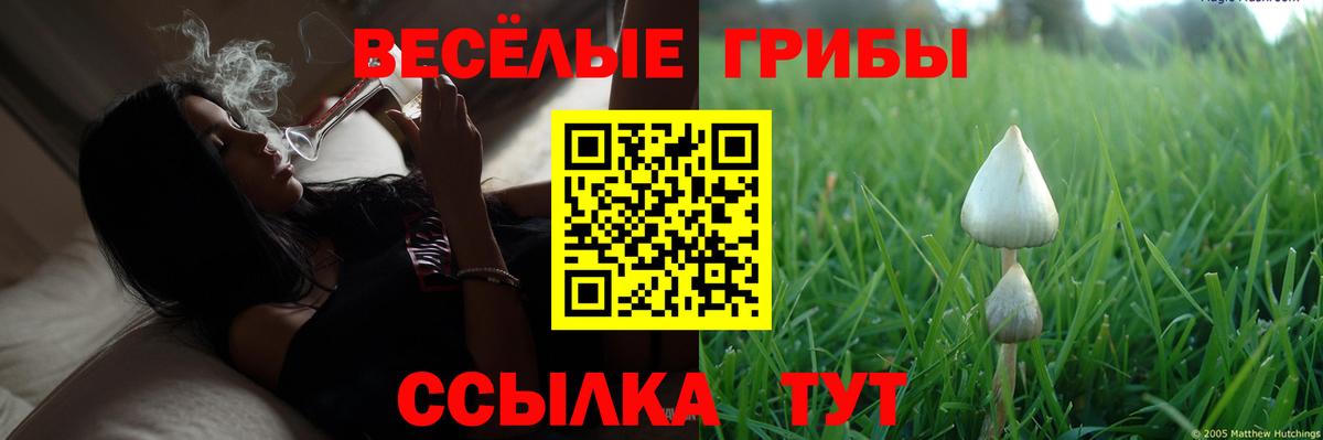 Скопин  Галлюциногенные грибы Psilocybine cubensis  Вход с VPN  Псилоцибиновые грибы Psilocybine cubensis 